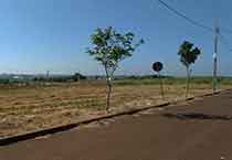 Lotes com Arborização em Marialva (alt text)